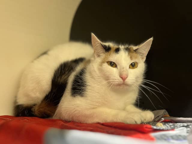 Dottie - Domestic Shorthair cat available for adoption at Blacktown Animal Rehoming Centre in Blacktown