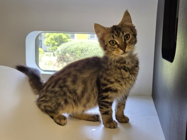 Auslan - Domestic cat available for adoption at Blacktown Animal Rehoming Centre in Sydney