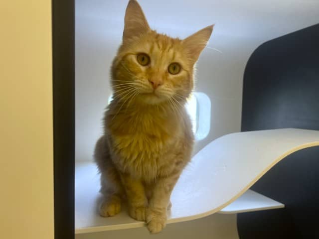 Deckie - Domestic Shorthair cat available for adoption at Blacktown Animal Rehoming Centre in Blacktown
