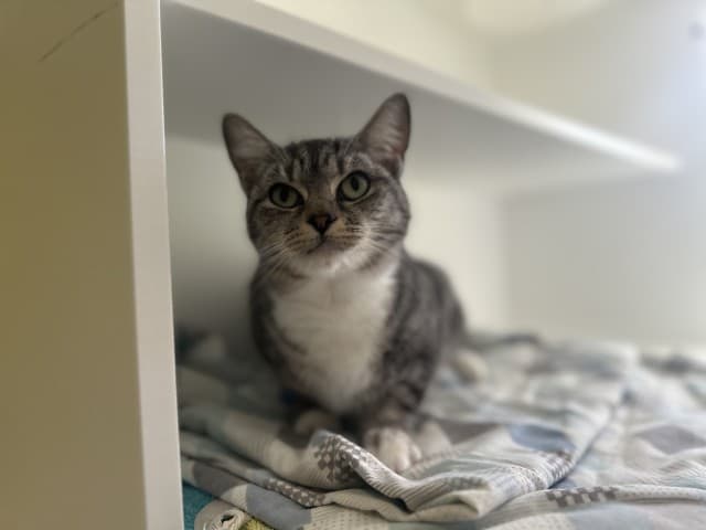 Mirabel - Domestic cat available for adoption at Blacktown Animal Rehoming Centre in Sydney