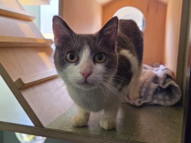 Tortilla - Domestic available for adoption in Blacktown