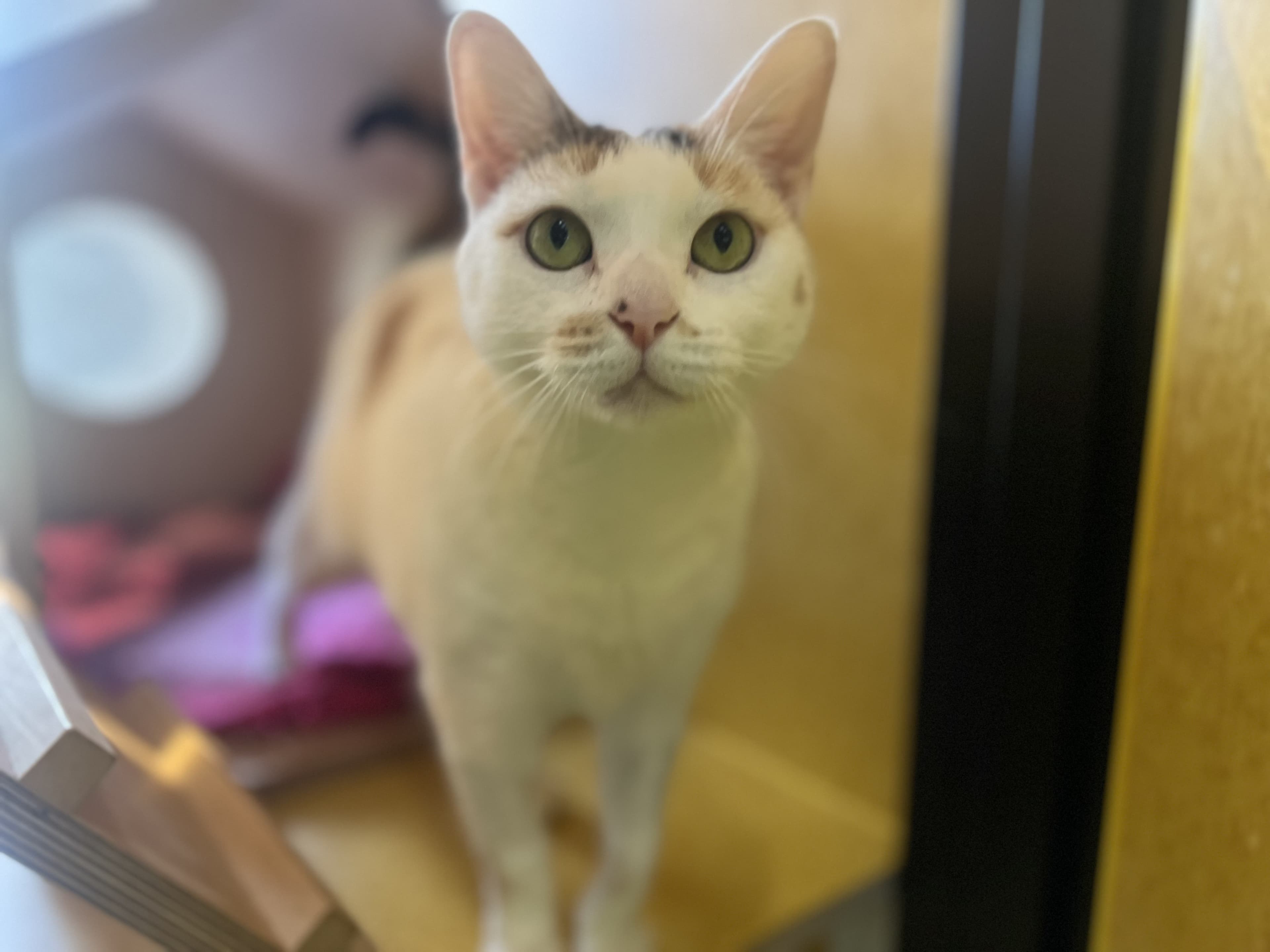 Smudge - Domestic cat available for adoption at Blacktown Animal Rehoming Centre in Sydney
