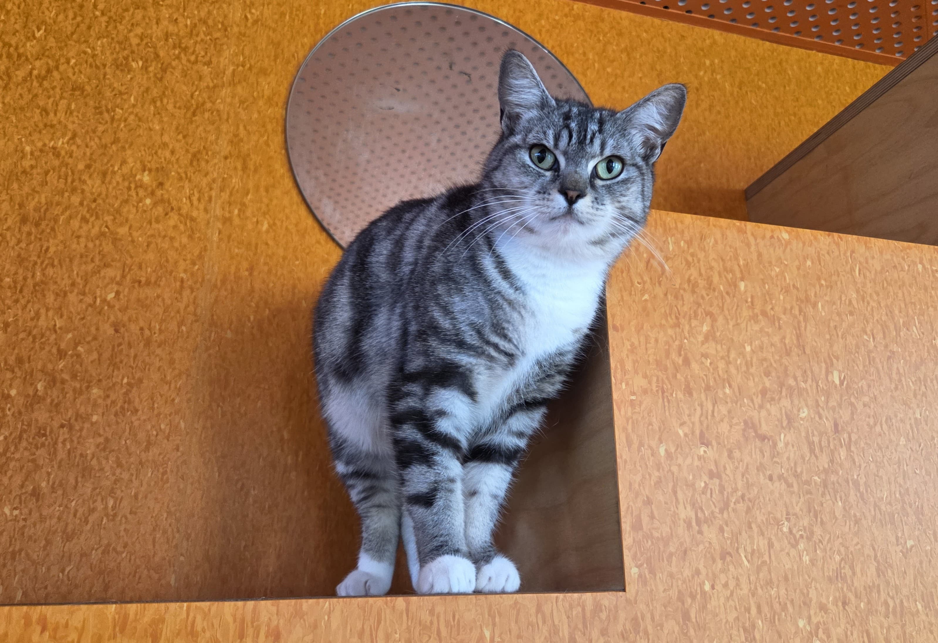 Mirabel - Domestic available for adoption in Blacktown