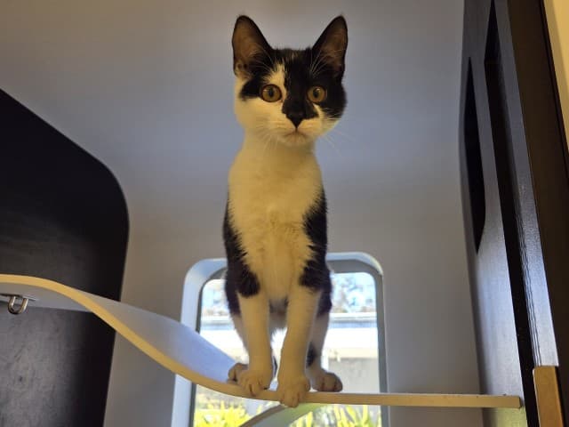 Guppy - Domestic cat available for adoption at Blacktown Animal Rehoming Centre in Sydney