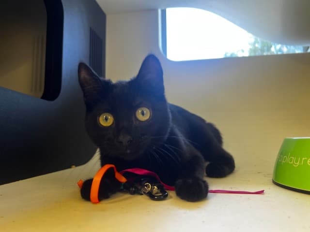 Tuna - Domestic cat available for adoption at Blacktown Animal Rehoming Centre in Sydney