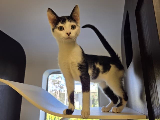 Potato - Domestic cat available for adoption at Blacktown Animal Rehoming Centre in Sydney