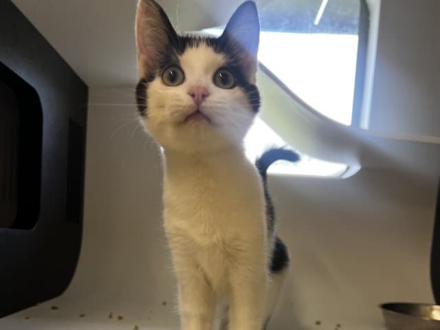 Gem - Domestic cat available for adoption at Blacktown Animal Rehoming Centre in Sydney