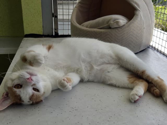 Slinky - Domestic cat available for adoption at Blacktown Animal Rehoming Centre in Sydney