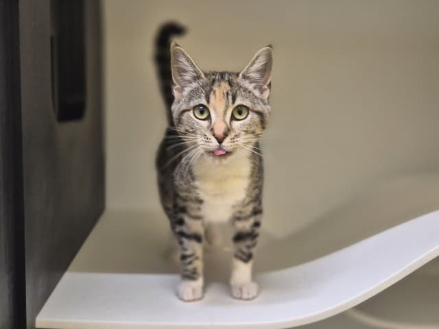 Stella - Domestic cat available for adoption at Blacktown Animal Rehoming Centre in Sydney