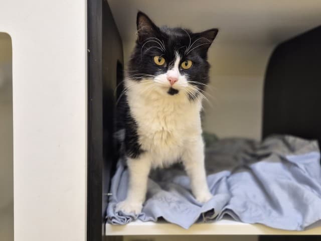 Moey - Domestic cat available for adoption at Blacktown Animal Rehoming Centre in Sydney