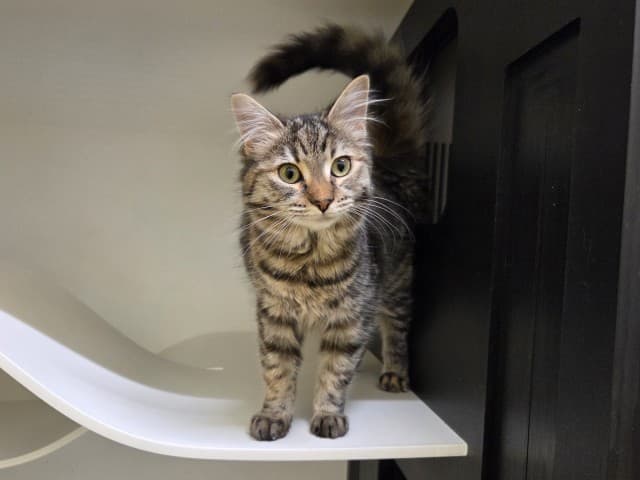 Aurora - Domestic cat available for adoption at Blacktown Animal Rehoming Centre in Sydney