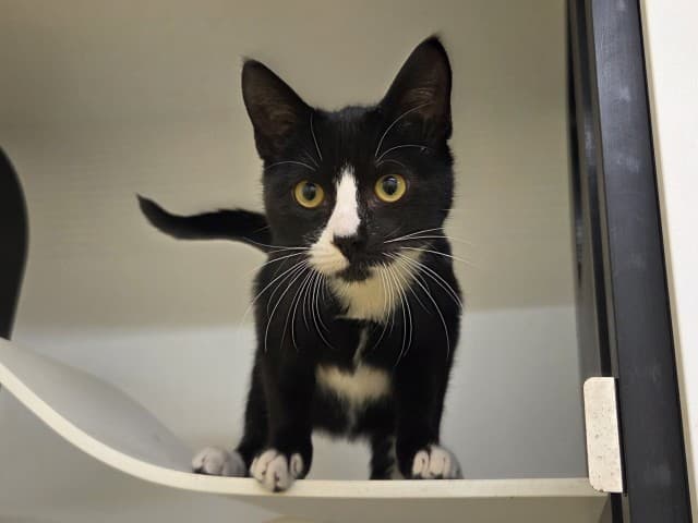 Picasso - Domestic cat available for adoption at Blacktown Animal Rehoming Centre in Sydney