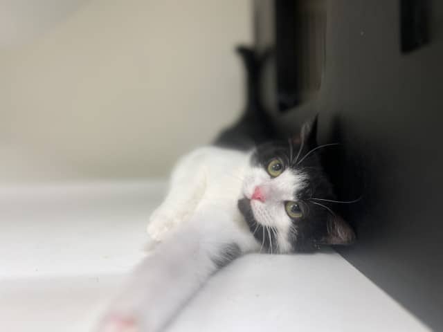Rue - Domestic Shorthair cat available for adoption at Blacktown Animal Rehoming Centre in Blacktown