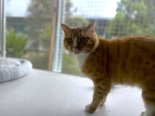 Leo - Domestic available for adoption in Blacktown