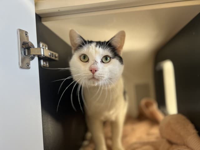 Luigi - Domestic cat available for adoption at Blacktown Animal Rehoming Centre in Sydney