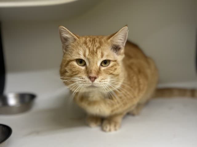 Rooster - Domestic cat available for adoption at Blacktown Animal Rehoming Centre in Sydney