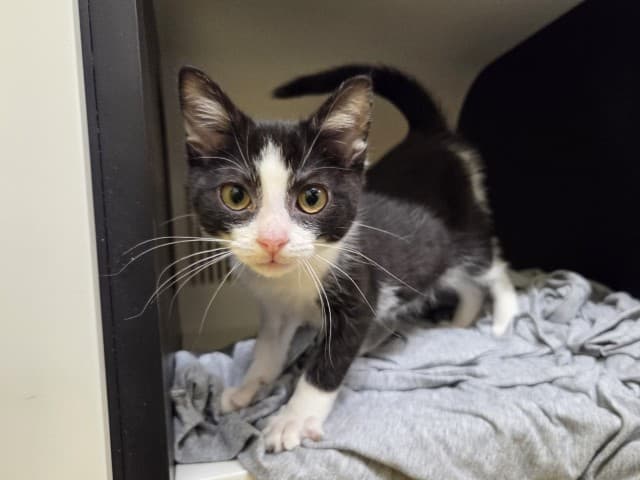 Selene - Domestic cat available for adoption at Blacktown Animal Rehoming Centre in Sydney