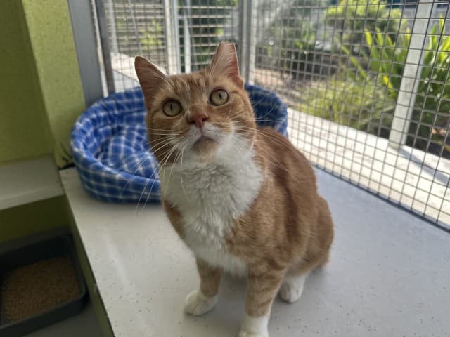 Spotlight - Domestic cat available for adoption at Blacktown Animal Rehoming Centre in Sydney