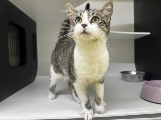 Margaret - Domestic cat available for adoption at Blacktown Animal Rehoming Centre in Sydney