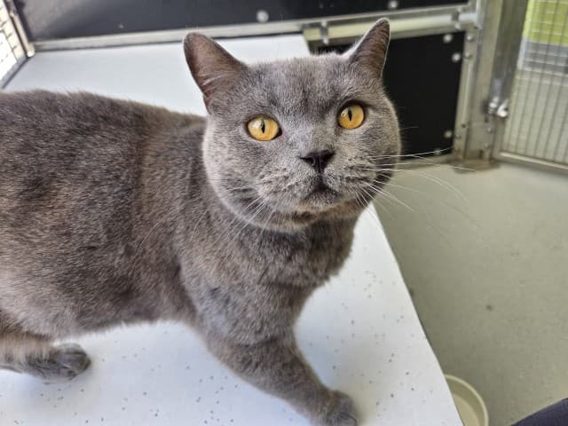 George - British-Short-Hair cat available for adoption at Blacktown Animal Rehoming Centre in Sydney