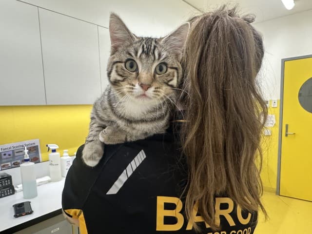 Dizzy - Domestic available for adoption in Blacktown