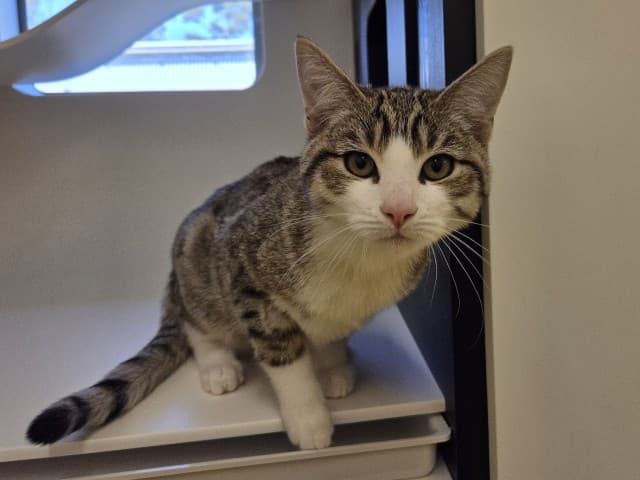 Muck - Domestic Shorthair cat available for adoption at Blacktown Animal Rehoming Centre in Blacktown