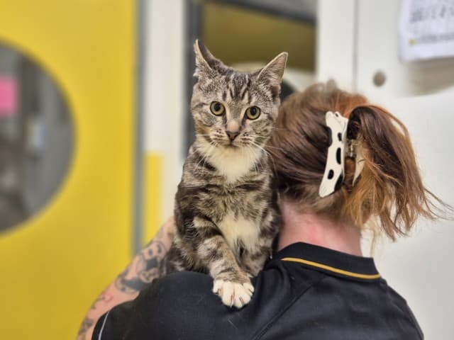 Stefen - Domestic cat available for adoption at Blacktown Animal Rehoming Centre in Sydney