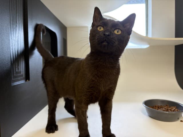 Bonnie - Domestic Shorthair cat available for adoption at Blacktown Animal Rehoming Centre in Blacktown