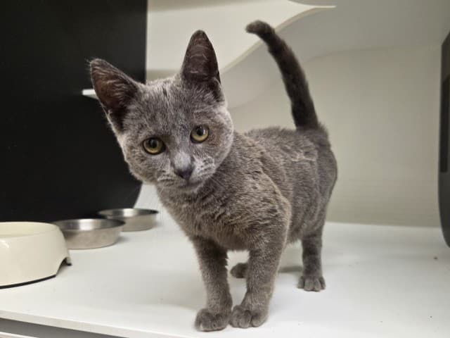 Winky - Domestic cat available for adoption at Blacktown Animal Rehoming Centre in Sydney