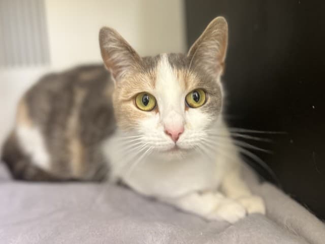 Ruby - Domestic cat available for adoption at Blacktown Animal Rehoming Centre in Sydney