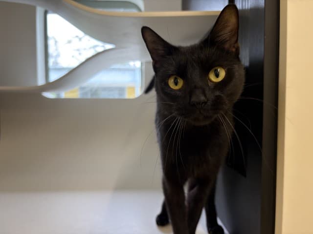 Gloria - Domestic Shorthair cat available for adoption at Blacktown Animal Rehoming Centre in Blacktown