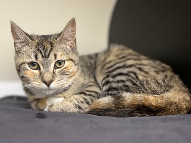 Munch - Domestic cat available for adoption at Blacktown Animal Rehoming Centre in Sydney