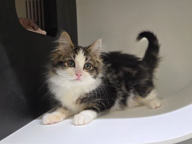 Pansy - Domestic cat available for adoption at Blacktown Animal Rehoming Centre in Sydney