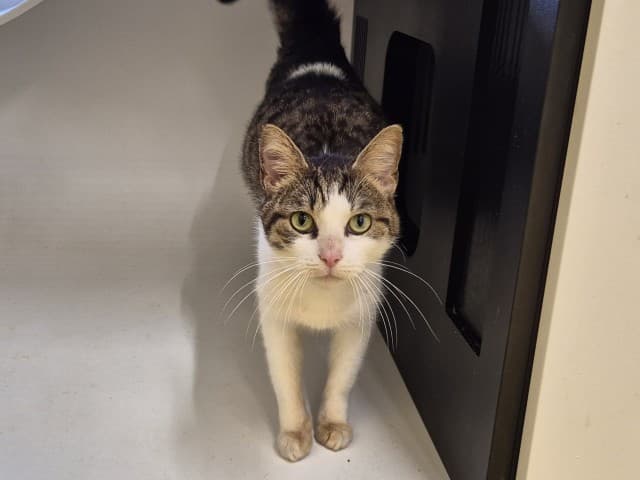Focaccia - Domestic cat available for adoption at Blacktown Animal Rehoming Centre in Sydney