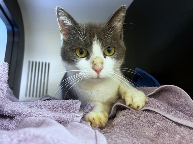 Tortilla - Domestic cat available for adoption at Blacktown Animal Rehoming Centre in Sydney