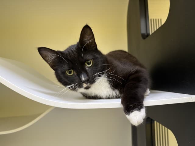 Kipper - Domestic cat available for adoption at Blacktown Animal Rehoming Centre in Sydney