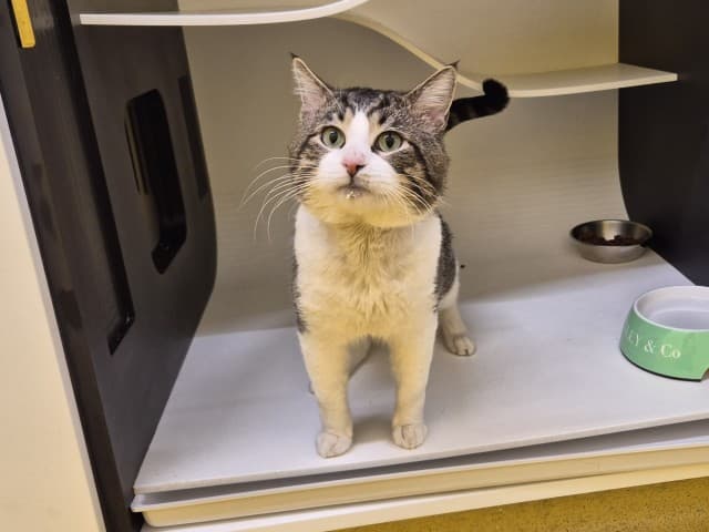 Boris - Domestic cat available for adoption at Blacktown Animal Rehoming Centre in Sydney
