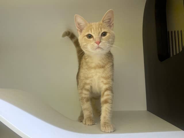 Heathcliff - Domestic Shorthair cat available for adoption at Blacktown Animal Rehoming Centre in Blacktown