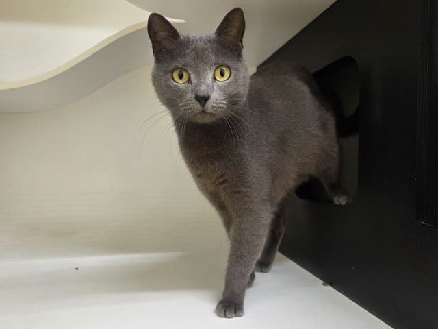 Misty - Domestic cat available for adoption at Blacktown Animal Rehoming Centre in Sydney