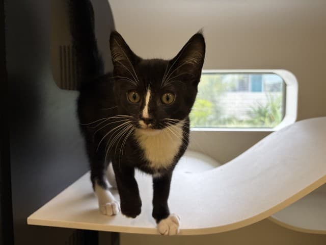 Penguin - Domestic Shorthair cat available for adoption at Blacktown Animal Rehoming Centre in Blacktown
