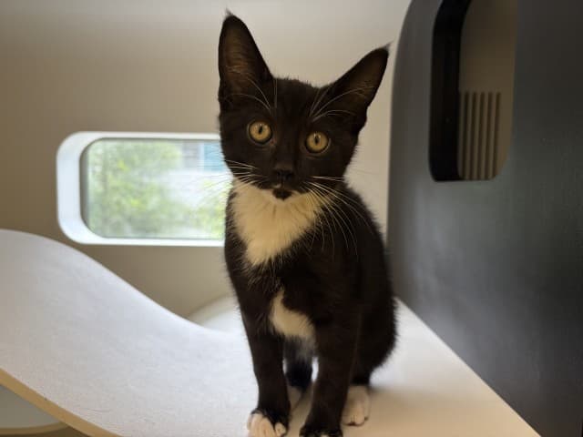 Magpie - Domestic available for adoption in Blacktown