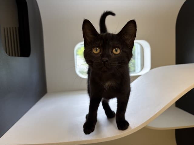 Raven - Domestic available for adoption in Blacktown