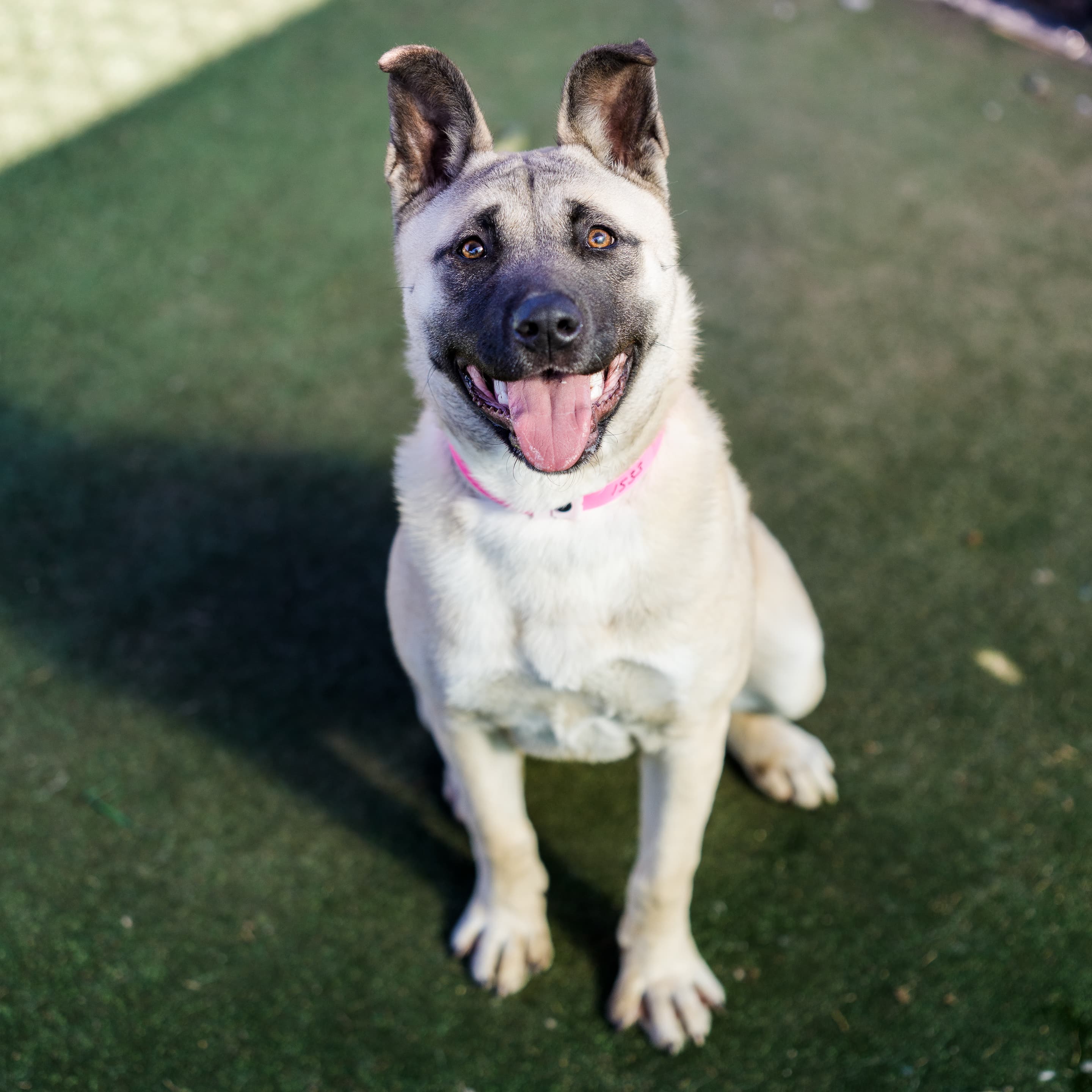 Selina - Akita available for adoption in Sydney