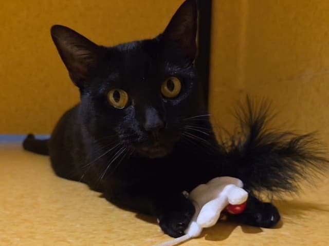 Spork - Domestic available for adoption in Blacktown