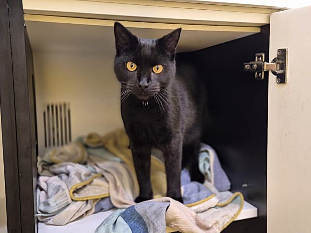 Pea - Domestic cat available for adoption at Blacktown Animal Rehoming Centre in Sydney