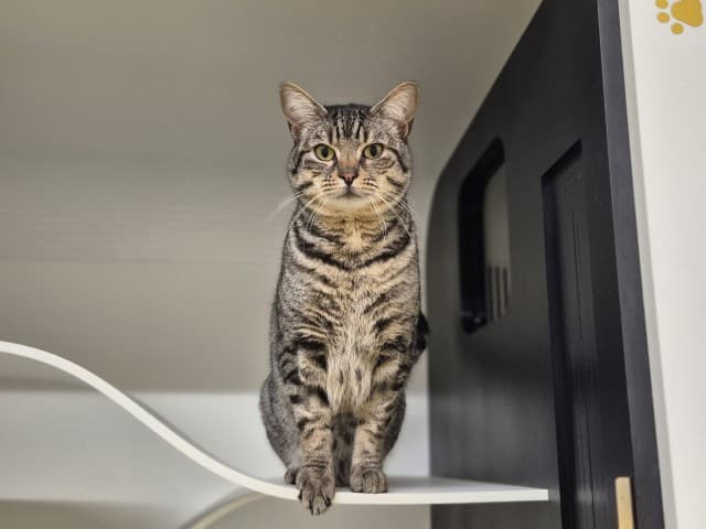 Phil - Domestic cat available for adoption at Blacktown Animal Rehoming Centre in Sydney