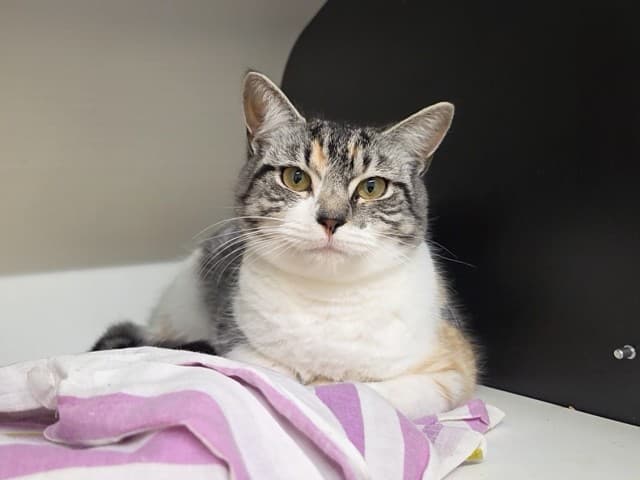 Sweetpea - Domestic cat available for adoption at Blacktown Animal Rehoming Centre in Sydney