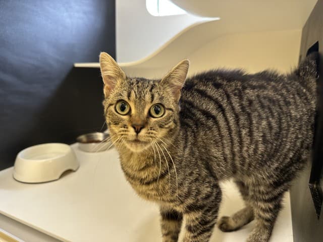 Moxie - Domestic available for adoption in Blacktown