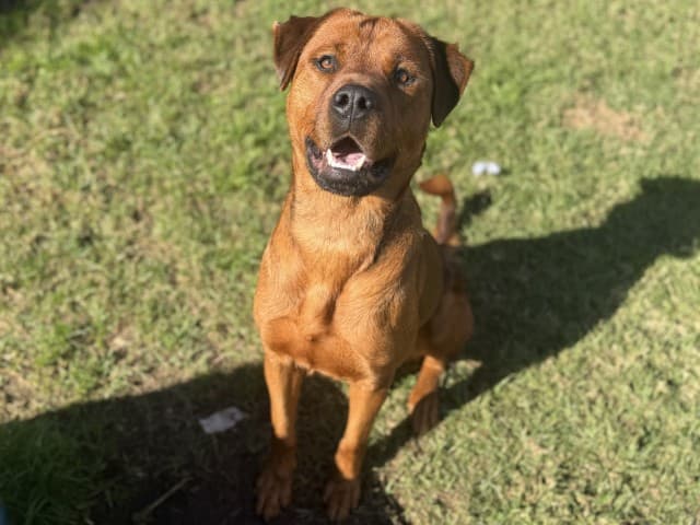 Royce - Rottweiler available for adoption in Sydney