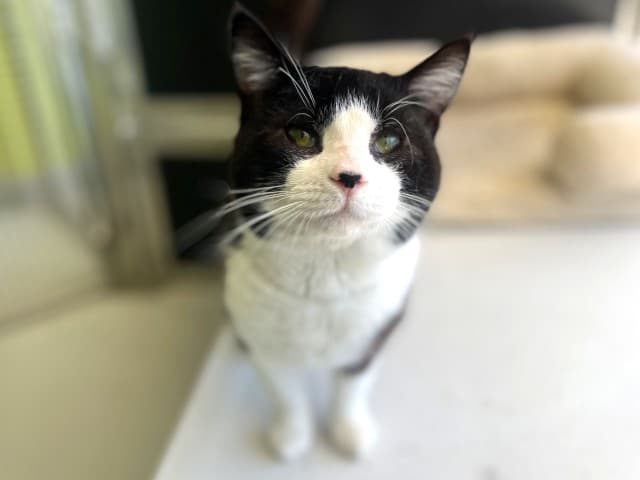 Helix - Domestic available for adoption in Blacktown